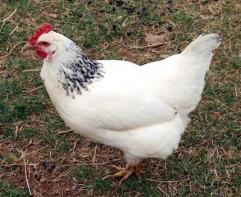 This undated photo provided by American Livestock Breeds Conservancy shows a white Delaware chicken at Charles Taft's Stauber Farm in Bethenia, N.C. At least 19 heritage breeds, such as the white Delaware with the mottled neck, the white egg laying Holland and black mottled Houdan, have been designated as critically threatened, which means there are fewer than 500 left. Dozens of other chicken are in danger of disappearing without a market to sustain them. (AP Photo/American Livestock Breeds Conservancy, Jeannette Beranger) ** NO SALES **