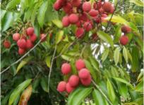 lychee-fruit-tree-photos